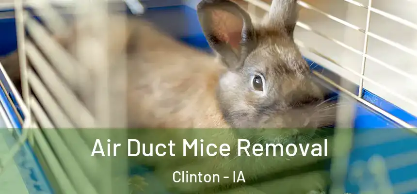  Air Duct Mice Removal Clinton - IA
